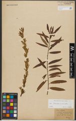 Foto von Salix triandra L. x Salix viminalis L.